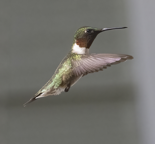 Ruby-throated Hummingbird photographed in Florida