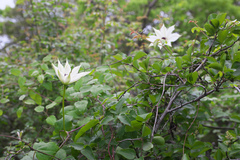 Clematis patens