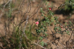 Indigofera punctata