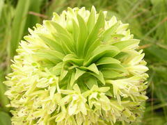 Eucomis