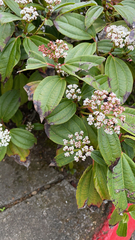 Viburnum davidii