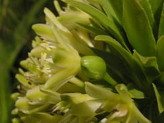 Eucomis
