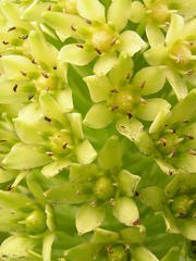 Eucomis