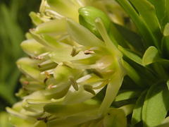Eucomis