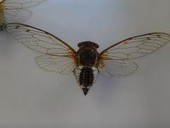 Diceroprocta ovata