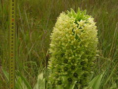 Eucomis