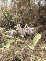 Solanum lanceolatum