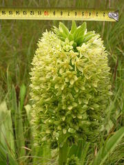 Eucomis