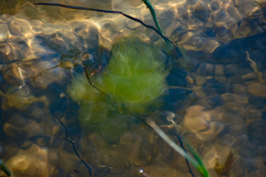 Cladophora glomerata