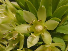 Eucomis