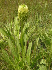 Eucomis