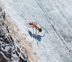 Formica sanguinea