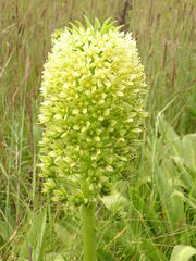 Eucomis