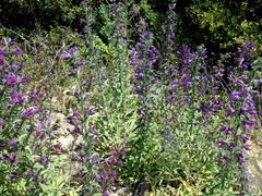 Echium tuberculatum