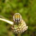 Fuzzy Wetland Fruit Chafer - Photo (c) Charl Strydom, some rights reserved (CC BY-NC), uploaded by Charl Strydom