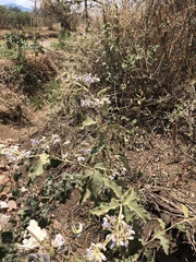 Solanum lanceolatum