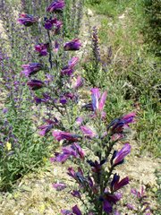 Echium tuberculatum