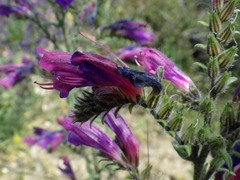 Echium tuberculatum