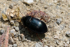 Harpalus