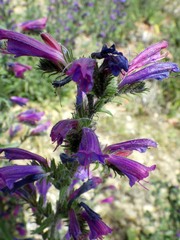 Echium tuberculatum