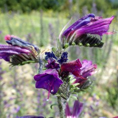 Echium tuberculatum