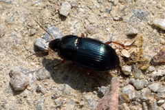Harpalus