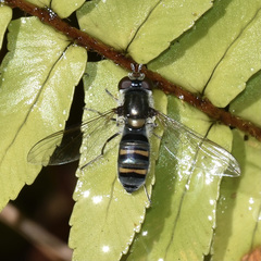 Pseudoscaeva diversifasciata
