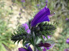 Echium tuberculatum