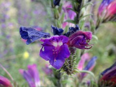 Echium tuberculatum
