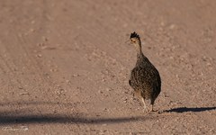 Nothoprocta cinerascens