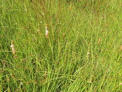 Eriospermum cooperi cooperi