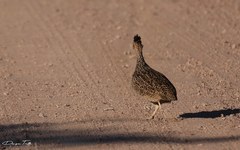 Nothoprocta cinerascens