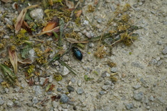 Harpalus