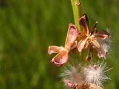 Eriospermum cooperi cooperi