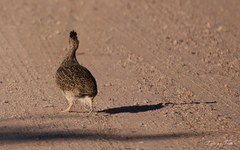 Nothoprocta cinerascens