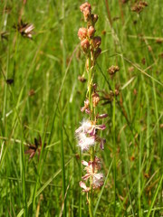 Eriospermum cooperi cooperi