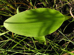 Eriospermum cooperi cooperi