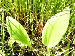 Eriospermum cooperi cooperi