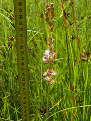 Eriospermum cooperi cooperi