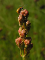 Eriospermum cooperi cooperi