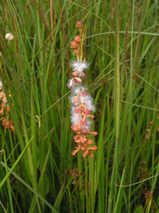 Eriospermum cooperi cooperi