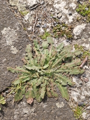 Hypochaeris radicata