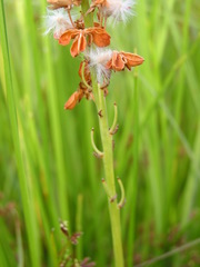 Eriospermum cooperi cooperi