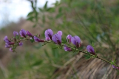 Chamaecytisus purpureus