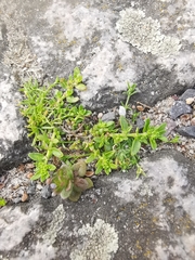 Herniaria glabra