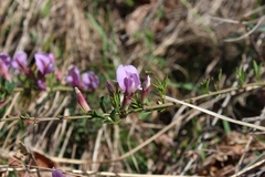 Chamaecytisus purpureus