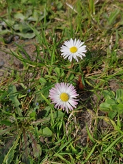 Bellis perennis