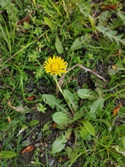 Taraxacum officinale