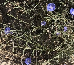 Evolvulus arizonicus