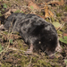 Eurasian Moles - Photo (c) Kentish Plumber, some rights reserved (CC BY-NC-ND)